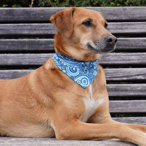 Buddy Bandana Boteh Hundehalstuch Blau mit Muster für Labrador und verschiedene Hunderassen